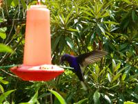 Kolibri