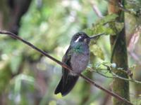Kolibri