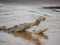 Krokodil