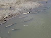 Krokodilfluss