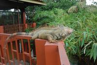 Leguan an der Leguanbrücke in Muelle