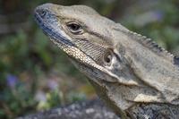 Leguan
