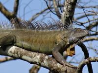 Leguan