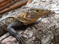 Leguan