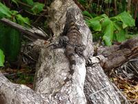 Leguan