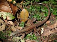 Lizard