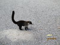 Nasenbär