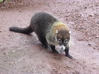Nasenbär