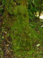 Nebelwald in La Paz