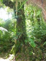 Nebelwald in La Paz