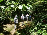 Nebelwald in La Paz