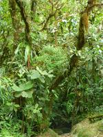 Nebelwald in La Paz