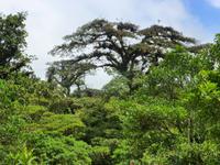 Nebelwald in La Paz