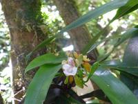 Orchideenpfad