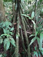 Regenwaldvegetation