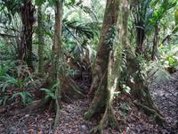 Regenwaldvegetation
