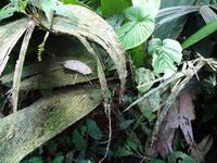 Regenwaldvegetation