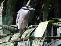 Reiher