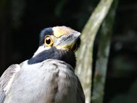 Reiher