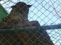 Reservat La Pumas