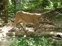 Reservat La Pumas