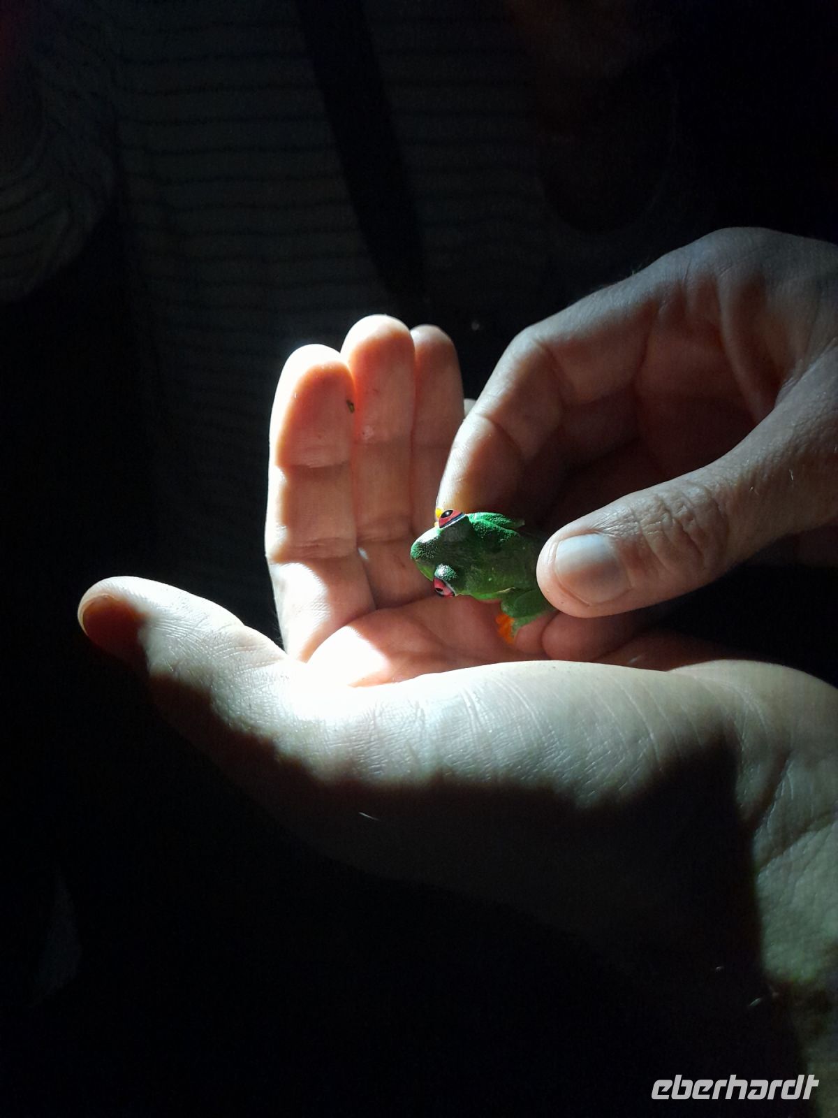 Rotaugenbaumfrosch