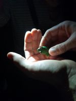 Rotaugenbaumfrosch