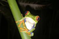Rotaugenlaubfrosch