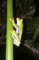 Rotaugenlaubfrosch