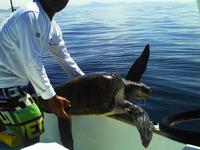 Schildkröte in der Carrillo-Bucht