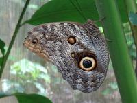 Schmetterling