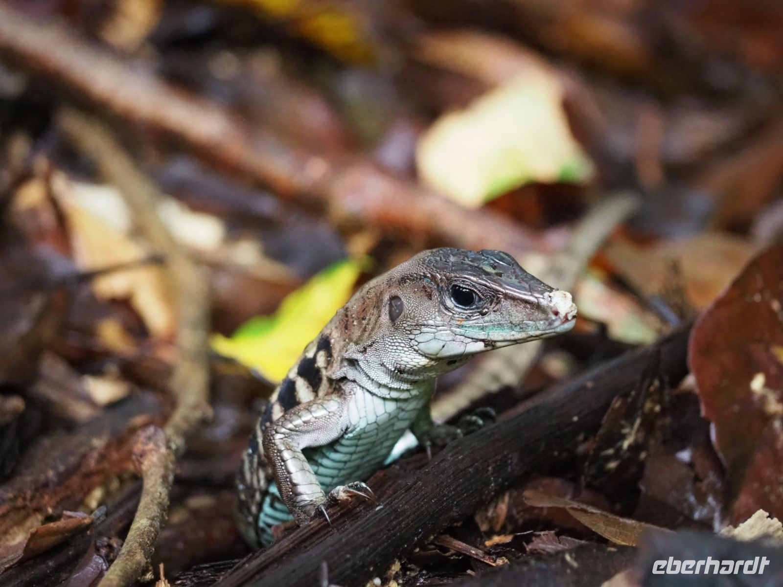 Schwarzer Leguan