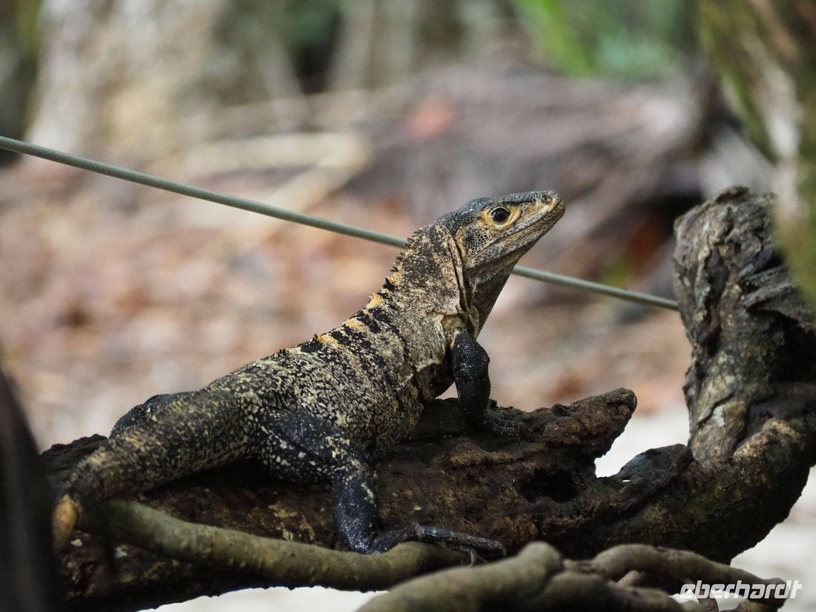 Schwarzer Leguan