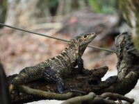 Schwarzer Leguan