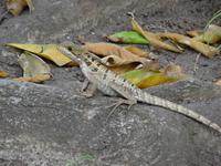 Streifenbasilisk