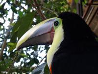 Tukan