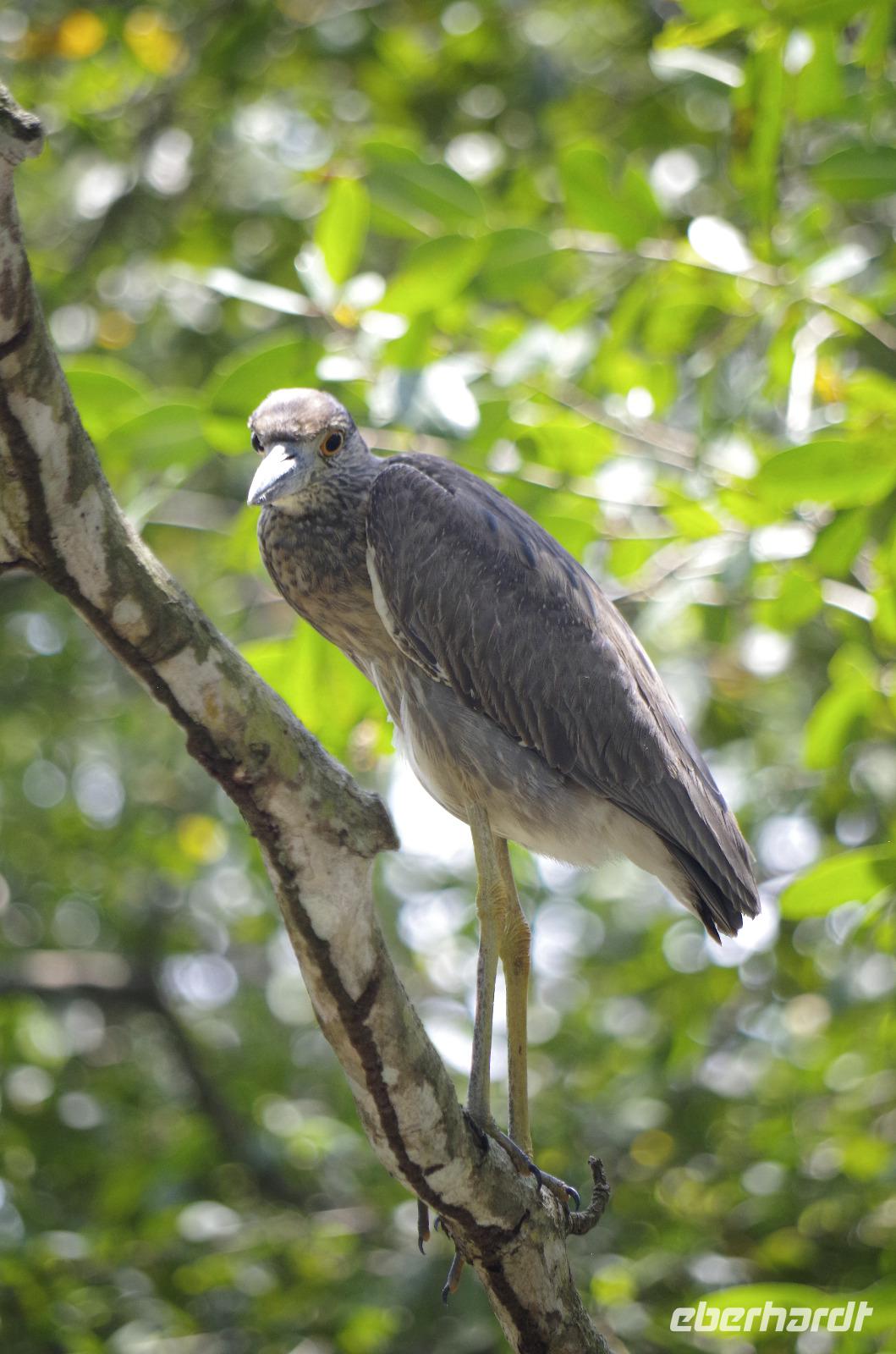 Vögel Costa Ricas