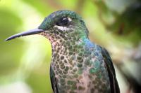 Vögel Costa Ricas