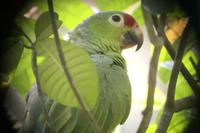 Vögel Costa Ricas