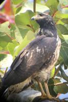 Vögel Costa Ricas