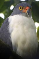 Vögel Costa Ricas
