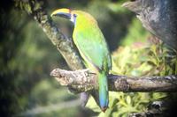 Vögel Costa Ricas