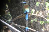 Vögel Costa Ricas