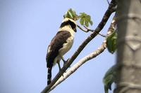 Vögel Costa Ricas