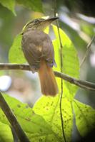 Vögel Costa Ricas