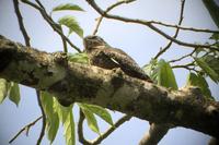 Vögel Costa Ricas
