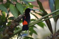 Vögel Costa Ricas