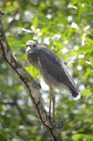 Vögel Costa Ricas