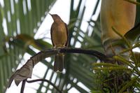 Vögel Costa Ricas