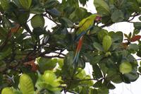 Vögel Costa Ricas